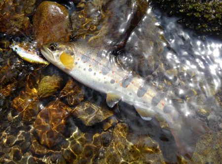 尺イワナ連続ゲット！